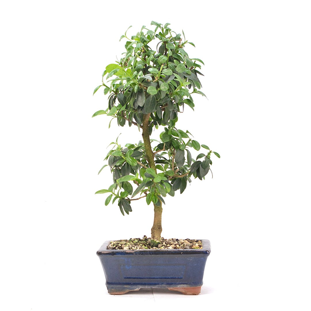 Gewöhnlichen Liguster ‚Ligustrum vulgare‘